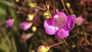 Image result for Gerrardinaceae