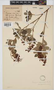 Image result for Eriosema psoraleoides