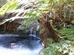 Image result for Cyathea capensis