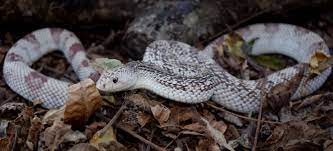 High White Florida Pine Snake Owned By Biofauna Exotics Pituophis Melanoleucus Mutigus Fall Snake Www Biofaunaexotics Com Www Biofaunae Pine Snake Snake Lizard