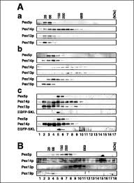 Sotva se na zahájení karlovarského filmového festivalu objevila v obří róbě od slovenského návrháře borise hanečky herečka jitka čvančarová (43) , začalo se řešit. Functional Domains And Dynamic Assembly Of The Peroxin Pex14p The Entry Site Of Matrix Proteins Journal Of Biological Chemistry