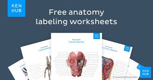 Skull, clavicle, mandible, scapula, thorax, sternum, humerus, ulna, radius if you are sharing any of these printables online, please include a link back to this webpage. Free Anatomy Quiz Worksheets Learn Anatomy Faster Kenhub