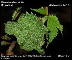 Image result for Girardinia