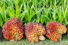 The remunerative price of commodities throughout 2012 has benefited the country, in particular the smallholders. Malaysian Government Launches Own Palm Oil Standard