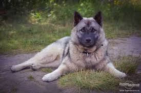 Image result for norský losí pes šedý