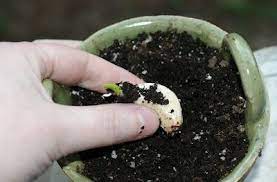 How To Grow Garlic Planting Garlic Growing Garlic Veggie Garden