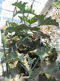 Image result for Kalanchoe hametiorum