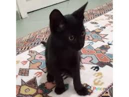 Sakarya Kedi Sahiplendirme Petcim Com 127355