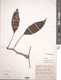 Image result for Stylochaeton borumensis