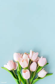 Check spelling or type a new query. Download Premium Image Of Pink Tulip On Blank Blue Background Template Pink Flowers Background Tulips Wallpaper Flower Phone Wallpaper