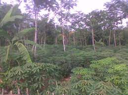 Tanah kebun.com solusi tepat terpercaya.peluang investasi usaha anda. Tanah Dijual Jual Murah Tanah Kebun Diciteureup Cibinong