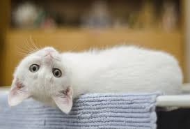 Kue lidah kucing pun memiliki beragam variasi baik dari segi rasa maupun warna. 75 Nama Hewan Dalam Bahasa Inggris Dan Cara Membacanya A Z Salamadian