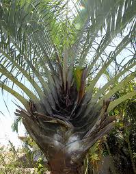 Image result for Dypsis decaryi
