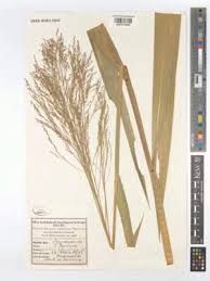 Image result for Panicum subalbidum