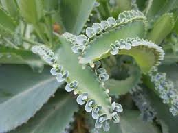 Planta Medicinal Kalanchoe Y Su Efecto Anti Cancer Kalanchoe Propiedades Plantas Medicinales Plantas Suculentas