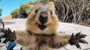 A titre de comparaison, la baleine. Le Quokka L Animal Le Plus Heureux Du Monde