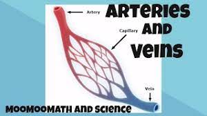 There are 217 arteries diagram for sale on etsy, and they cost 12,80 $ on average. Arteries And Veins Facts Youtube
