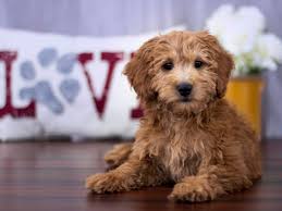 Adopt your next best friend today! Visit Our Mini Goldendoodle Puppies For Sale Near Reynoldsburg Ohio