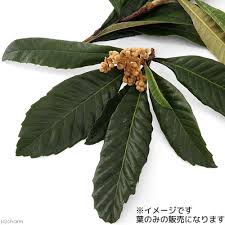 Usayama 国産 びわの葉 10g 小動物用のおやつ チャーム