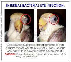 Akhilchandrika Internal Bacterial Eye Infection Bacterial Eye Infection Eye Infections African Lovebirds