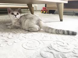 Scottish Straight Silver Shaded Female Mother Carmen Father Bambu 26 04 2019 Scottishfold Scottishstraight Baby Cats Scottish Fold British Shorthair