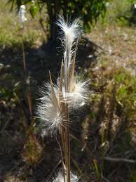 Image result for Andropogon eucomus