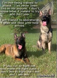 Protection Dogs Service Dogs Dog Training Personal Protection Dog Dog Training Protection Dog Training