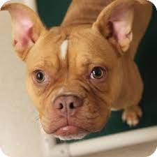 All of our puppies come with a two year health. Naperville Il French Bulldog Meet Nellie A Pet For Adoption