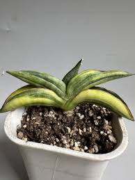 Image result for Sansevieria sinus-simiorum