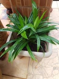 Maybe you would like to learn more about one of these? Pandan Ditanam Tanpa Tanah Pun Boleh Hidup Merimbun Ni Caranya Boleh Cuba Keluarga