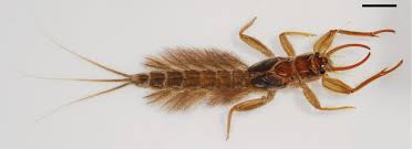 Image result for Ephemeridae