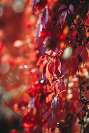 10 000 Best Blurred Background Photos 100 Free Download Pexels Stock Photos 736 x 981 jpeg 83 кб.