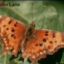 Image result for Otiophora