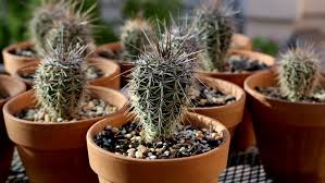 I think there is a problem with this creature or drop? How To Grow A Saguaro From Seed Tucson Life Tucson Com