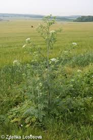 Image result for Conium