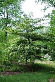 18 small trees that will add tons of color to your landscape. 62 Native Virginia Trees Ideas In 2021 Plants Native Plants Tree