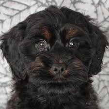 Cockapoo litter of puppies for sale in clare, il, usa. Cockapoo Puppy For Sale Heavenly Puppies
