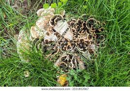 Image result for Polyporus pendulus