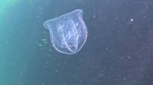 Ctenophore species are largely planktonic, exclusively marine animals, found throughout the world's oceans, and comprise a significant portion of the planktonic biomass in their range. Ctenophores Stock Footage Royalty Free Stock Videos Pond5