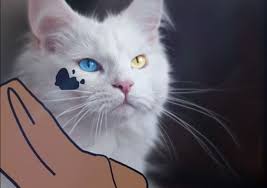 Yavru Kedi Sesi