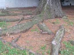 Should My Spruce Tree Roots Be Covered Gardening Landscaping Stack Exchange