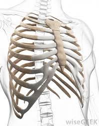 The ribs, along with the thoracic vertebrae, sternum, and costal cartilages, make up the thoracic cage, also known as the bony thorax or. What Is The Xiphoid Process With Pictures