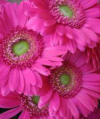Flowersgardenlove Gerbera Daisies Flowers Garden Love Beautiful Pink Flowers Pink Flowers Beautiful Flowers
