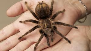 Das traumsymbol spinne wird in dieser traumdeutung detailliert erklärt und alle wichtigen fragen wenn eine große spinne in deinem bett liegt, besteht eine wahrscheinlichkeit, dass ein se*ueller. Spinnenphobie Was Menschen Mit Angst Vor Spinnen Tun Konnen Stern De