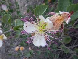 Image result for Crateva eminens