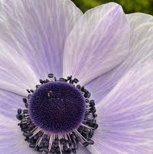 Our flower shop offers nationwide same day delivery of beautiful fresh flowers, plants, bouquets & gifts. Artistry In Flowers Home Facebook
