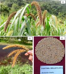 Image result for Setaria italica