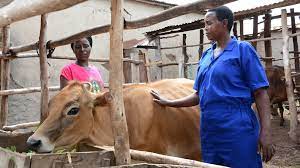 The Jersey Cow Helping Rwandan Widows Rebuild Their Lives Bbc News