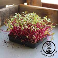 Microgreens Kits Supplies True Leaf Market Beet Seeds Microgreens Growing Microgreens