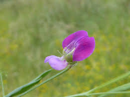 Image result for Lathyrus hirsutus